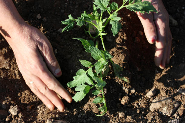 manos de plantación de tomate plántula - tomato human hand biologic field fotografías e imágenes de stock