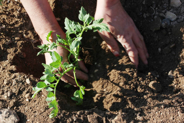 руки посадки томатного рассады - tomato human hand biologic field стоковые фото и изображения