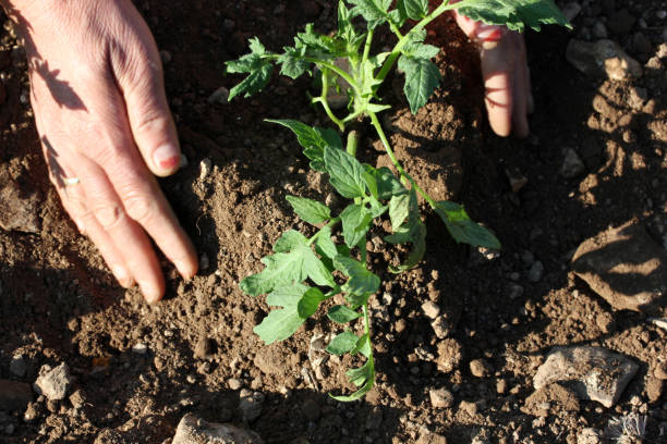 manos de plantación de tomate plántula - tomato human hand biologic field fotografías e imágenes de stock