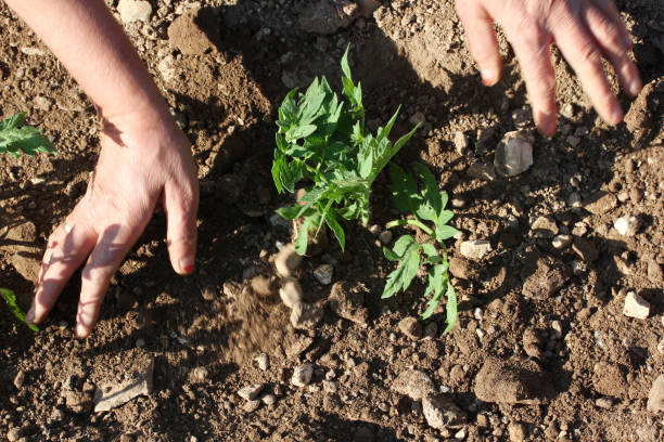 руки посадки томатного рассады - tomato human hand biologic field стоковые фото и изображения