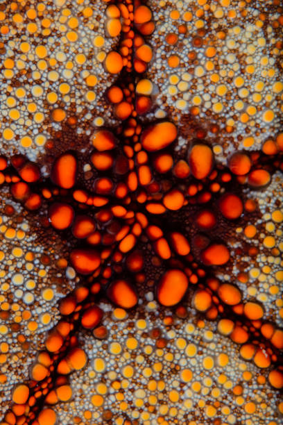 Detail of a Pincushion starfish living on a coral reef in Indonesia.