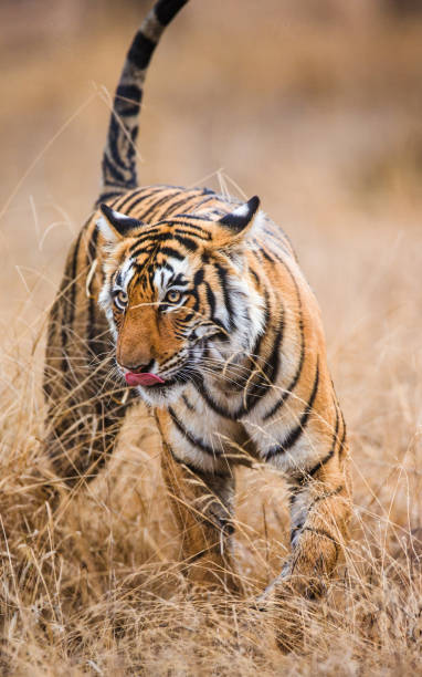 istock Bengal tiger in Ranthambore National Park. India. 696662358