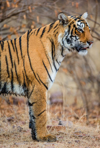 istock Bengal tiger in Ranthambore National Park. India. 696662498