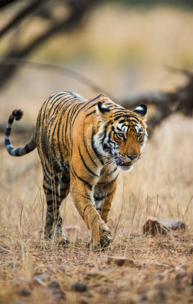 istock Bengal tiger in Ranthambore National Park. India. 696663068