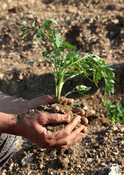 руки посадки томатного рассады - tomato human hand biologic field стоковые фото и изображения