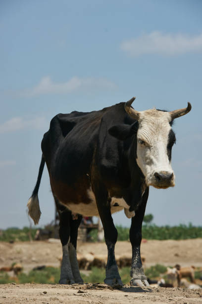 istock Black and white cow on clean sky and green field 696666270