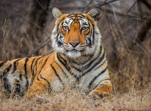 istock Bengal tiger lying on the road. Ranthambore National Park. India. 696668986