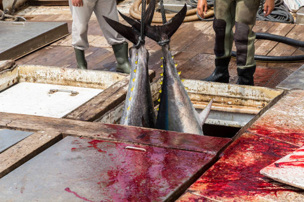 Fisherman are unloading Atlantic Bluefin tuna caught by the Almadraba maze net system at harbor pier. Barbate, Cadiz, Andalusia, Spain.