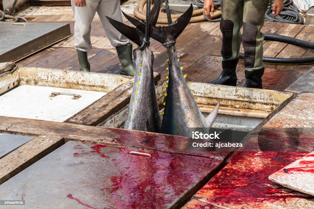 Fisherman are unloading Atlantic Bluefin tuna caught by the Almadraba maze net system at harbor pier. Fisherman are unloading Atlantic Bluefin tuna caught by the Almadraba maze net system at harbor pier. Barbate, Cadiz, Andalusia, Spain. Fishing Stock Photo