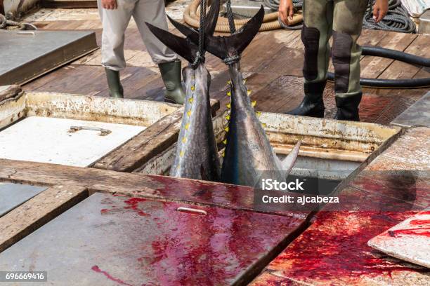 Fisherman Are Unloading Atlantic Bluefin Tuna Caught By The Almadraba Maze Net System At Harbor Pier Stock Photo - Download Image Now