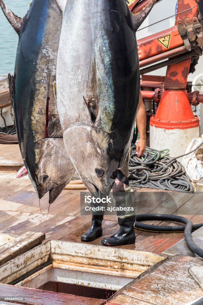 Fisherman are unloading Atlantic Bluefin tuna caught by the Almadraba maze net system at harbor pier. Fisherman are unloading Atlantic Bluefin tuna caught by the Almadraba maze net system at harbor pier. Barbate, Cadiz, Andalusia, Spain. Bluefin Tuna Stock Photo