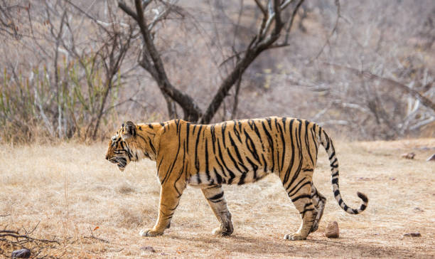 istock Bengal tiger in Ranthambore National Park. India. 696669546