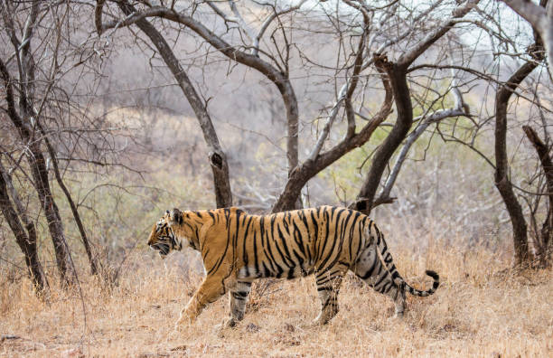 istock Bengal tiger in Ranthambore National Park. India. 696669548