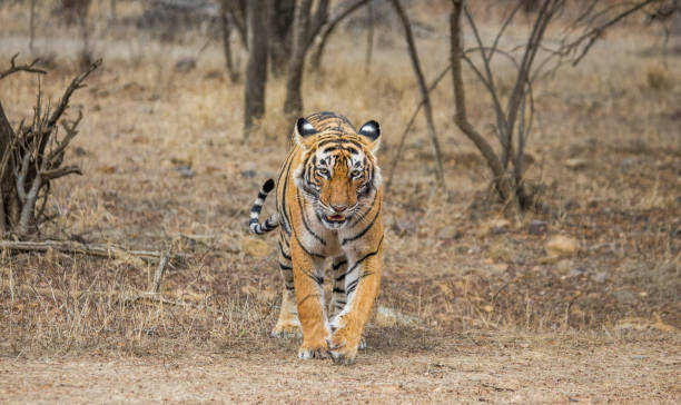 istock Bengal tiger in Ranthambore National Park. India. 696669604