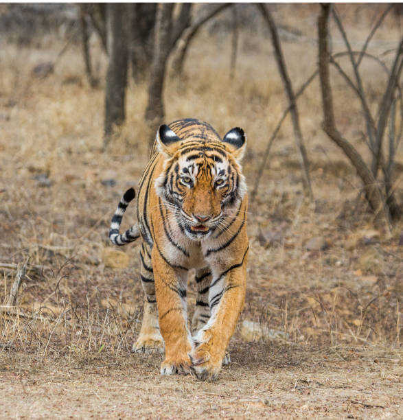 istock Bengal tiger in Ranthambore National Park. India. 696669682