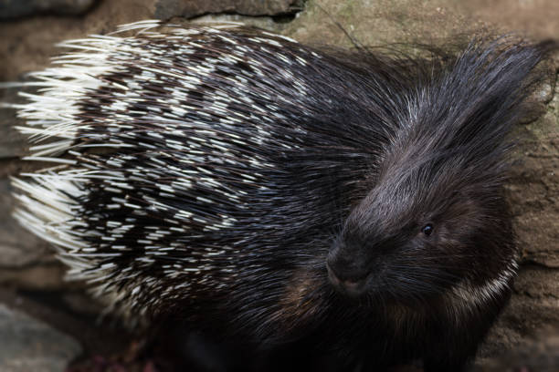 istock Portrait baby porcupine 696673338