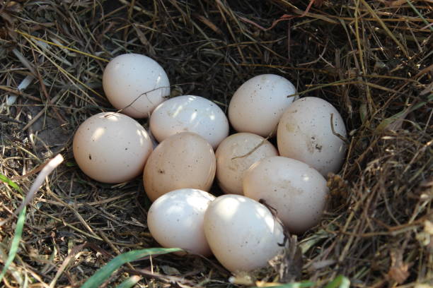 istock Nest of the hen with three eggs 696673384