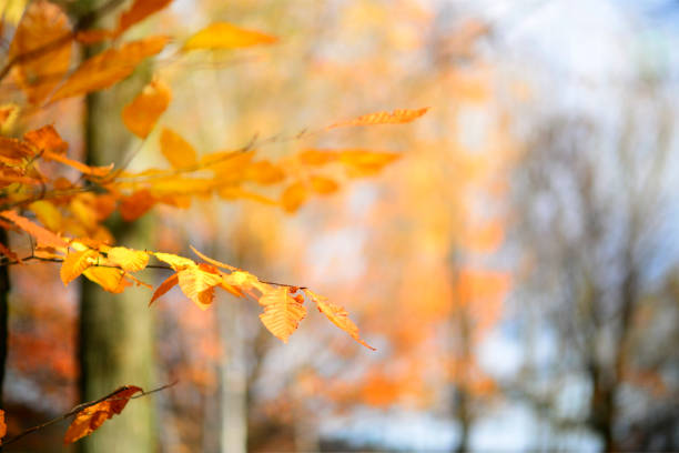 Artistic composition textured effect autumn golden leaves, Canadian forest