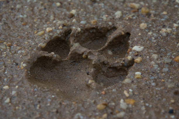 istock Tiger or Cat foot step on mud 696674060