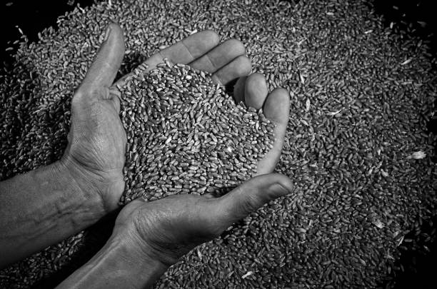 пшеница и руки людей. - human hand merchandise wheat farmer стоковые фото и изображения