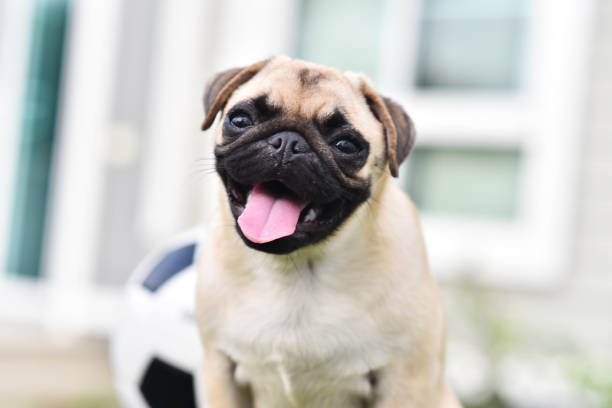 Happy cute Pug Happy cute Pug smiling on table pug stock pictures, royalty-free photos & images
