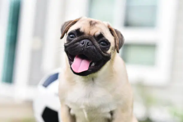 Happy cute Pug smiling on table