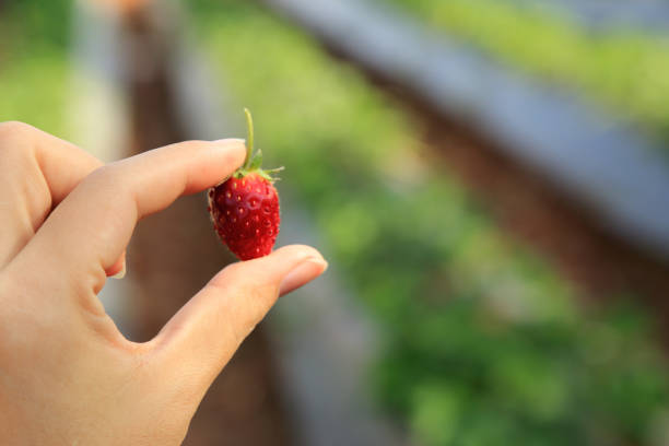istock Red strawberry in hand with blurred background of orchard. 696683934