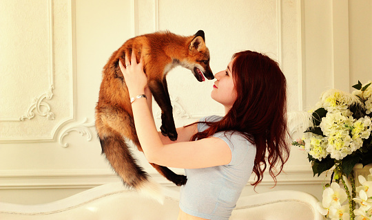 Love of wild animals. A beautiful girl is holding a small red fox in a cozy home environment.