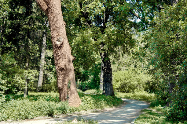 istock alley going through the arboretum in the summer 696692912