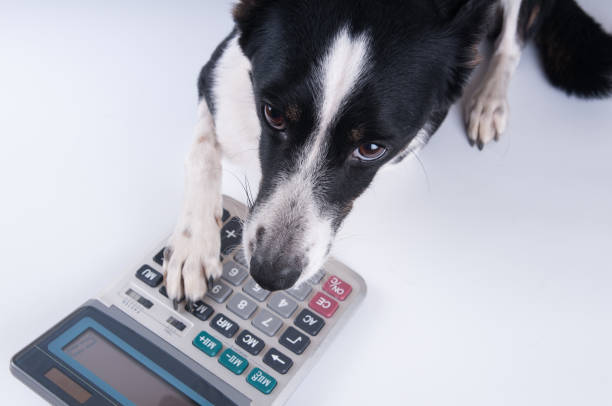istock Lying portrait of dog with calculator 696693816