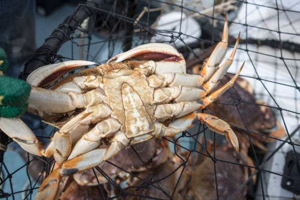 istock Male crab, close-up of underside 696694112