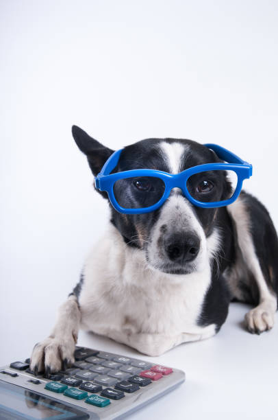 istock Lying portrait of dog with calculator 696694540