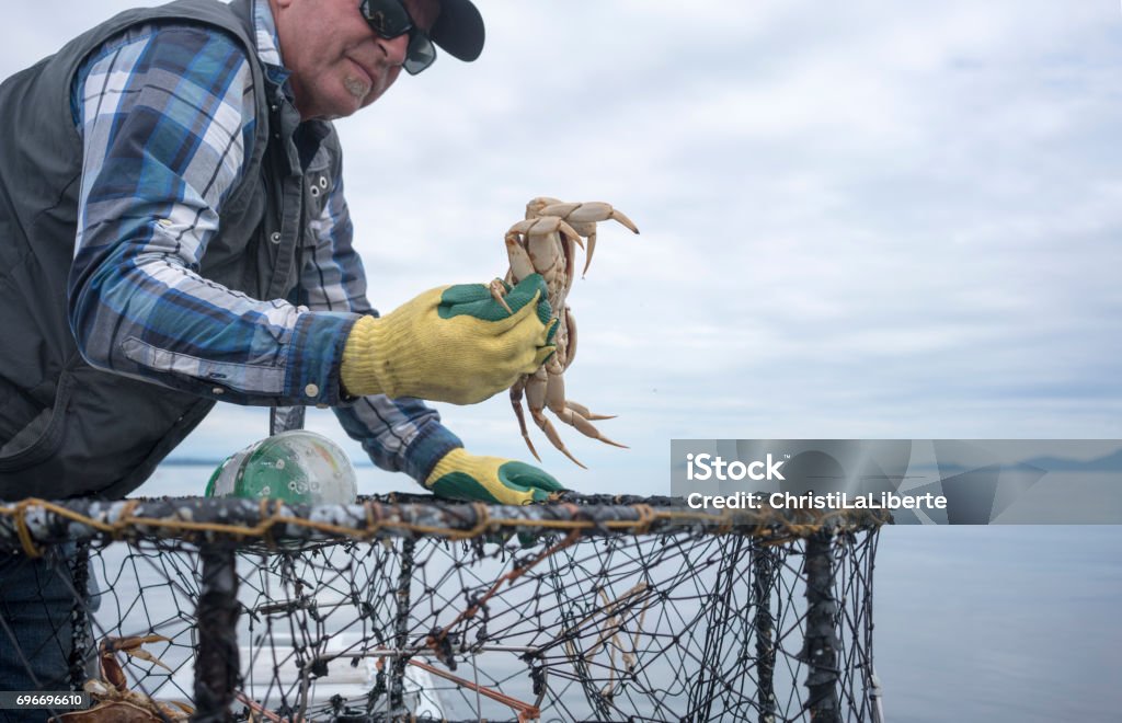 Fisherman throwing a crab back into the water Fisherman holding a crab Crab Stock Photo