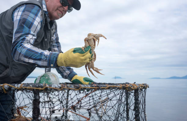 Fisherman throwing a crab back into the water Fisherman holding a crab decapoda stock pictures, royalty-free photos & images