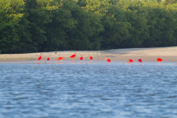 scarlet ibis von lencois maranhenses national park, brasilien. - scharlachsichler stock-fotos und bilder