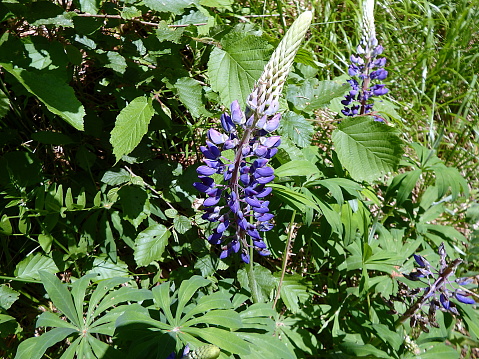 Blooming lupine, (Lupinus polyphyllus), Blue and purple lupine flowers blooming on spring