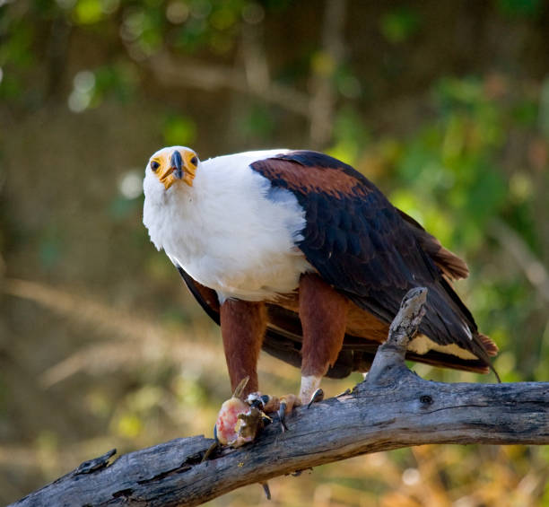 istock African fish eagle sits on a branch with a fish in its claws. East Africa. Uganda. 696701626