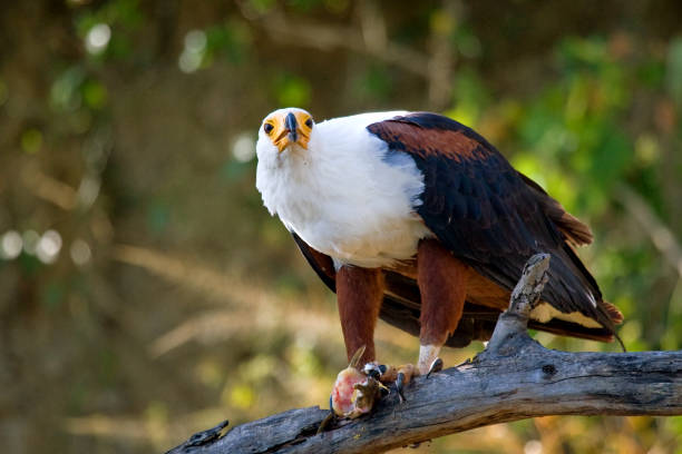 istock African fish eagle sits on a branch with a fish in its claws. East Africa. Uganda. 696701678