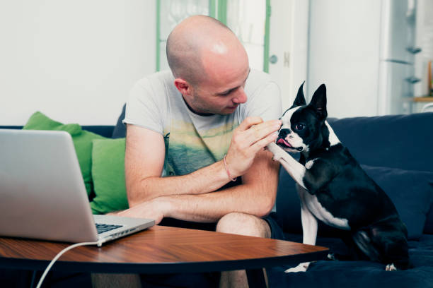 Doggy high five stock photo