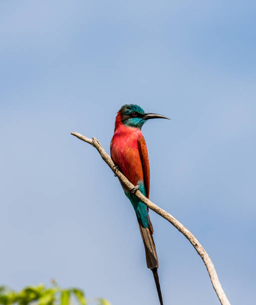 istock Carmine Bee-eater sits on a branch against a blue sky. Africa. Uganda. 696704784