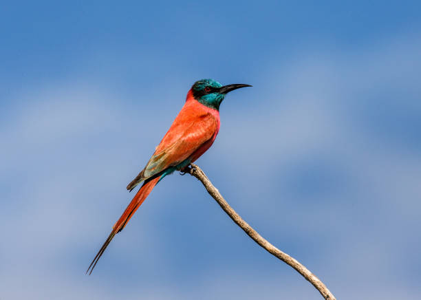 istock Carmine Bee-eater sits on a branch against a blue sky. Africa. Uganda. 696704810