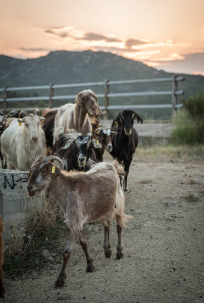 istock Wild goats on rocks and stones on mountin 696704870