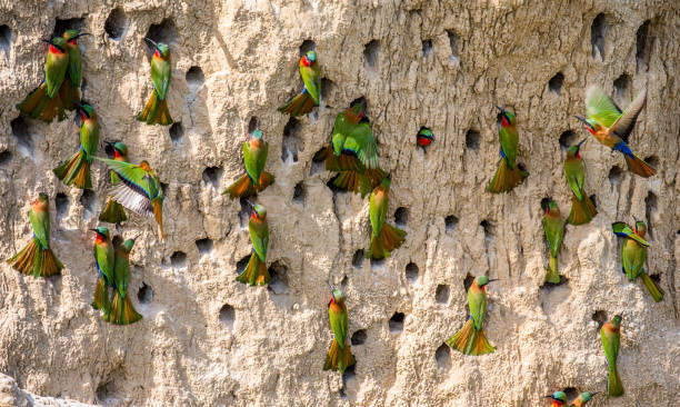 Big colony of the Bee-eaters in their burrows on a clay wall. Africa. Uganda. stock photo