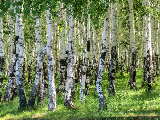 istock Betula. Birch forest in the summer. 696705222