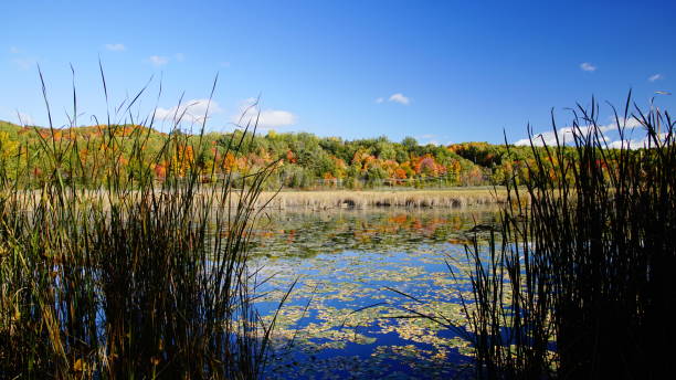 istock Autumn scenery, water lily on the lake 696711550
