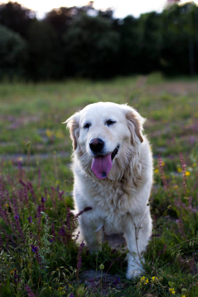 istock Golden retriever dog in the grass 696711576