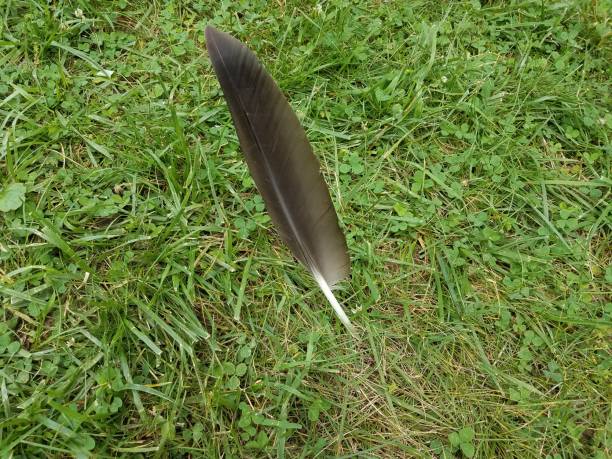 istock goose feather planted in the grass 696712074