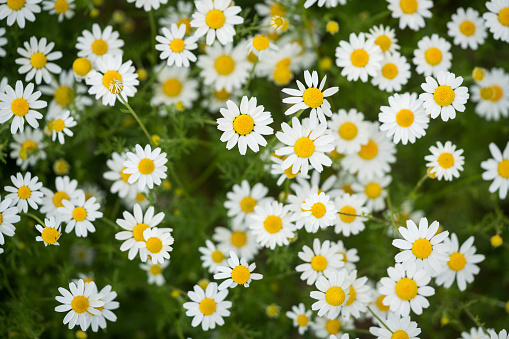 White little daisies in garden