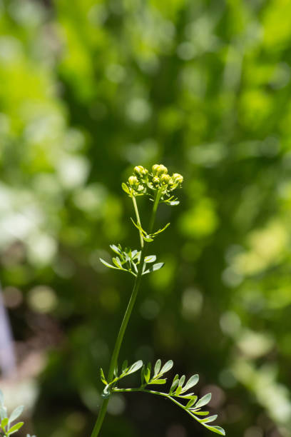 istock herbary garden in summer in south germany 696712848