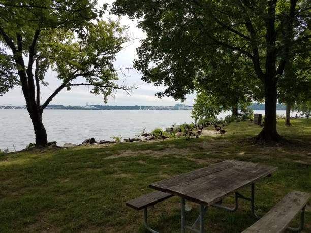 istock picnic table with geese and Potomac river, National harbor, and Wilson bridge 696712856